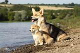 CORGI PEMBROKE 779